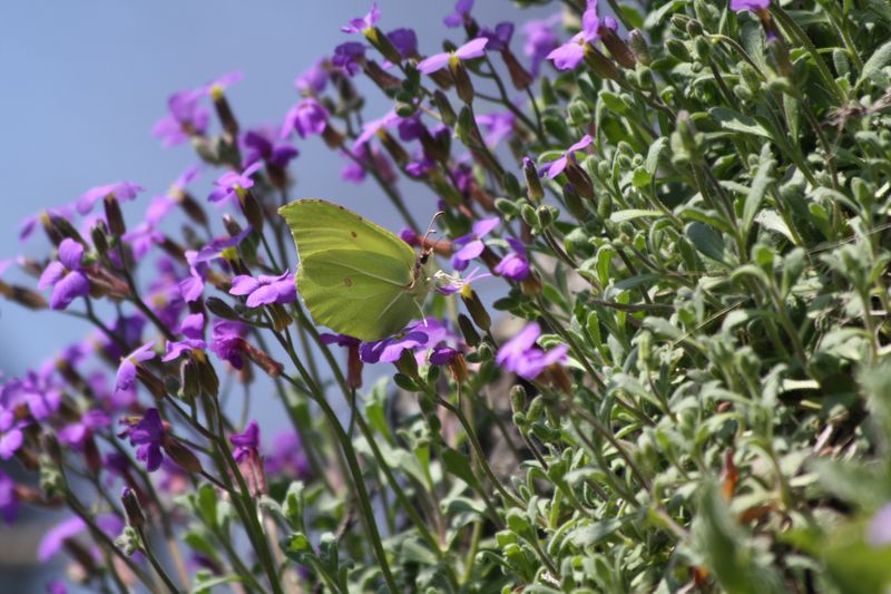 Aubrieta deltoidea o thessala?